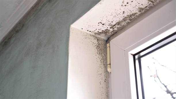 Best Mold Remediation for Healthcare Facilities  in Grants Pass, OR